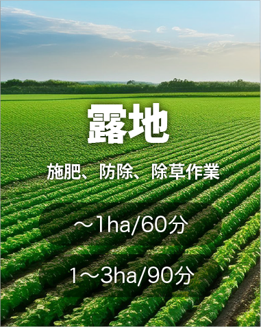 露地栽培
