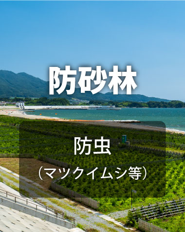 防砂林、マツクイムシ